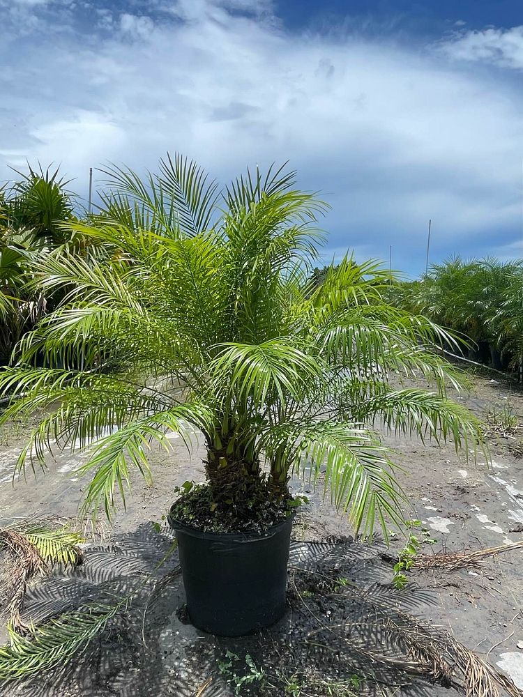 phoenix-roebelenii-pygmy-date-palm-roebelenii-palm