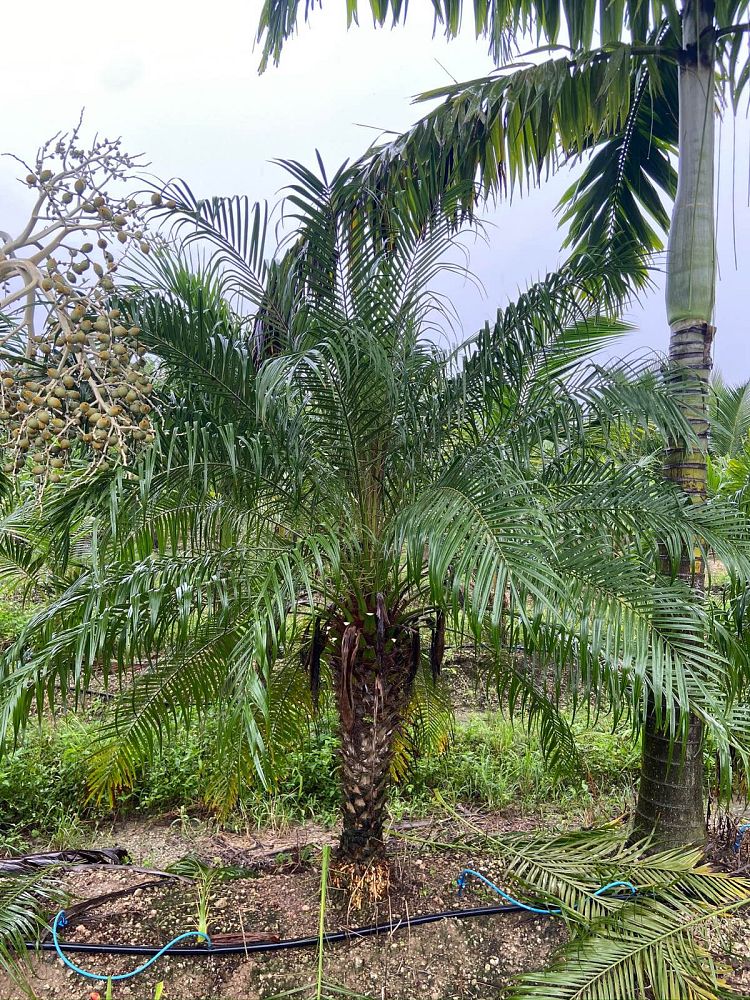 phoenix-roebelenii-pygmy-date-palm-roebelenii-palm