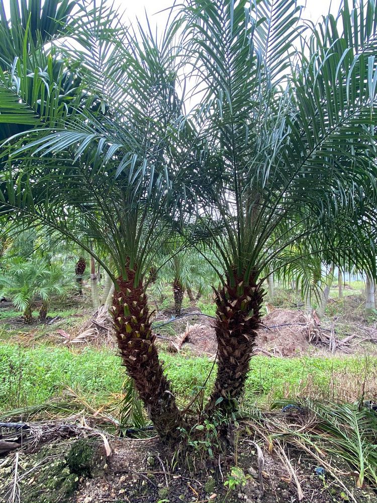 phoenix-roebelenii-pygmy-date-palm-roebelenii-palm