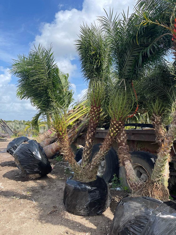 phoenix-roebelenii-pygmy-date-palm-roebelenii-palm