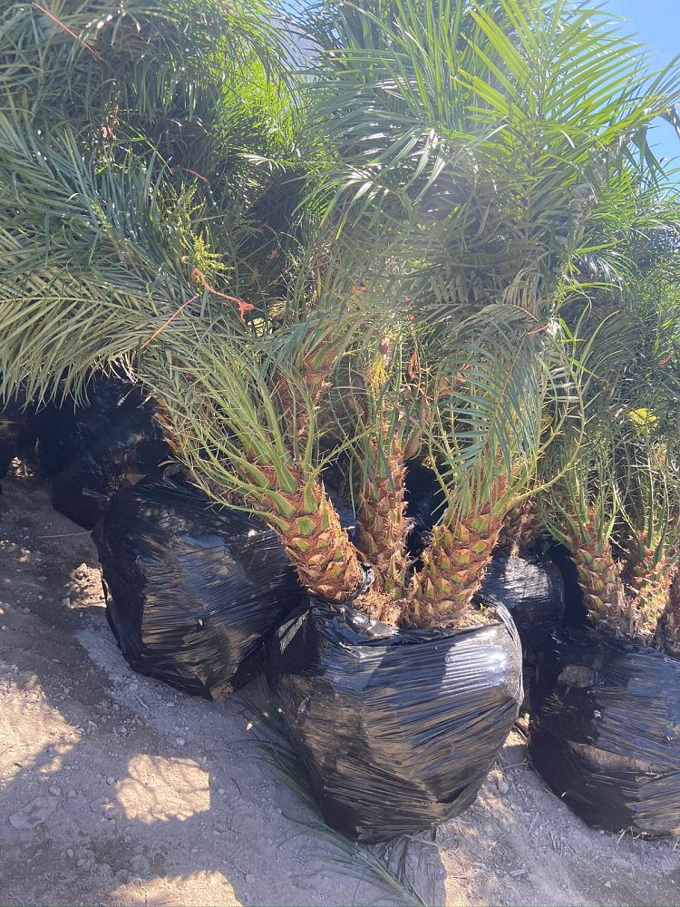 phoenix-roebelenii-pygmy-date-palm-roebelenii-palm