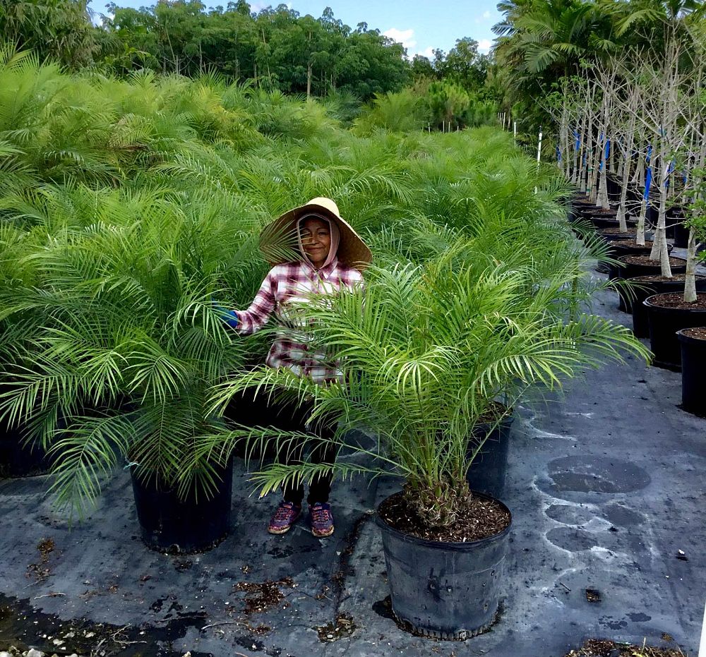 phoenix-roebelenii-pygmy-date-palm-roebelenii-palm