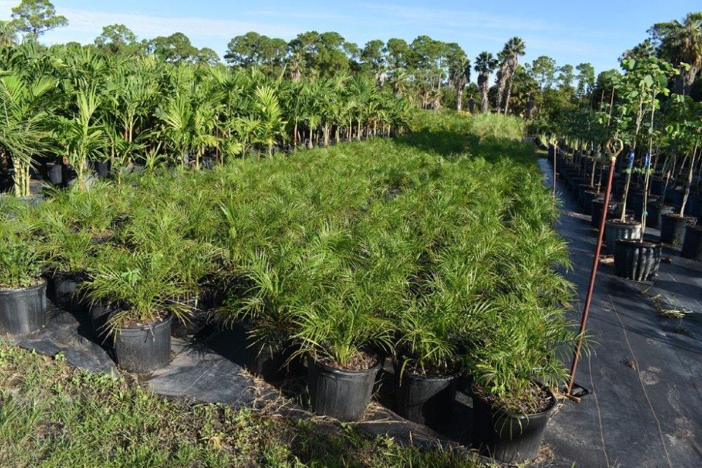 phoenix-roebelenii-pygmy-date-palm-roebelenii-palm