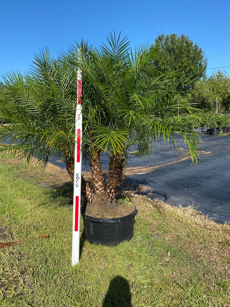 phoenix-roebelenii-pygmy-date-palm-roebelenii-palm