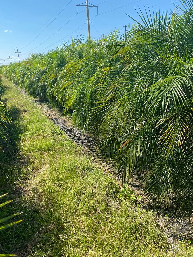 phoenix-roebelenii-pygmy-date-palm-roebelenii-palm