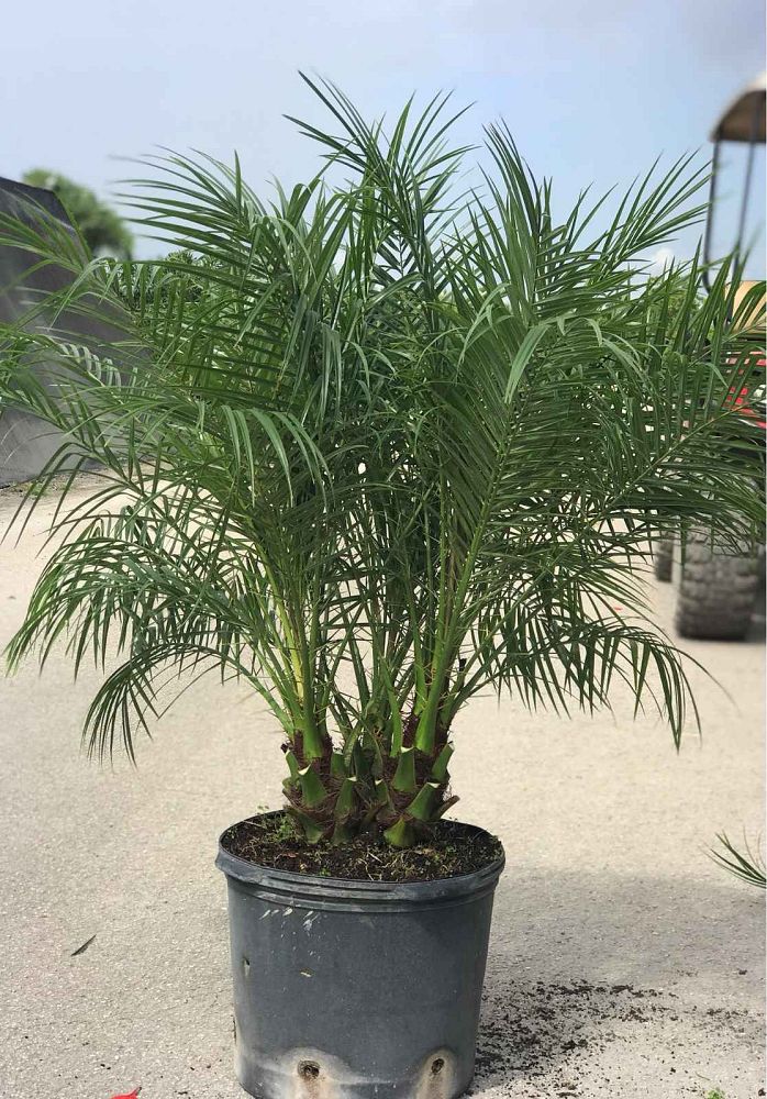 phoenix-roebelenii-pygmy-date-palm-roebelenii-palm