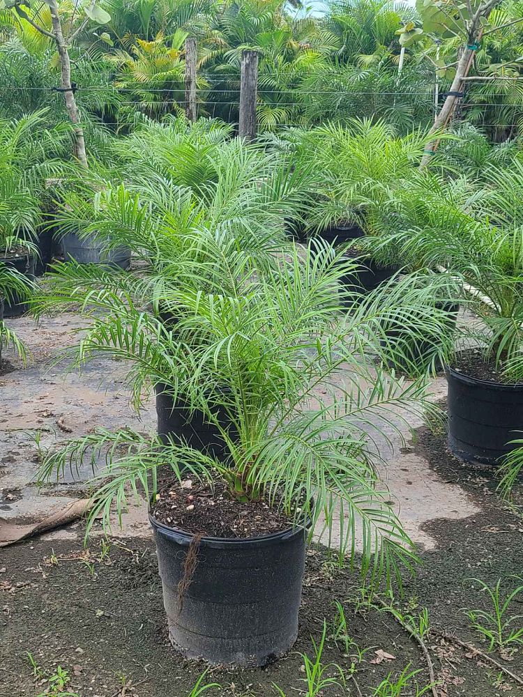 phoenix-roebelenii-pygmy-date-palm-roebelenii-palm