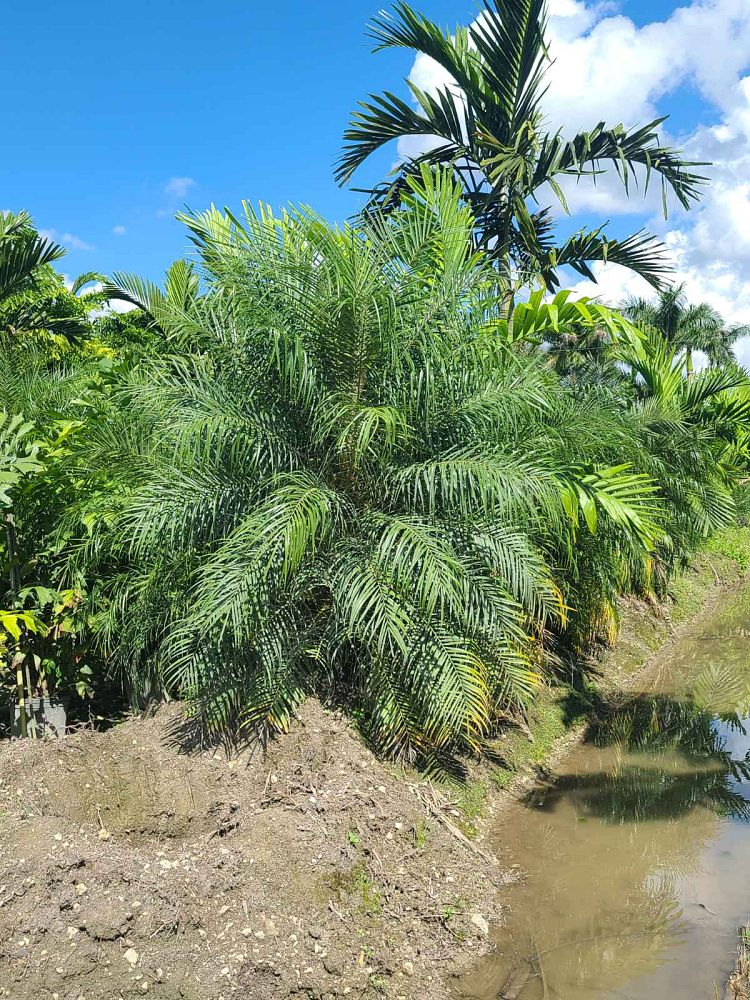 phoenix-roebelenii-pygmy-date-palm-roebelenii-palm
