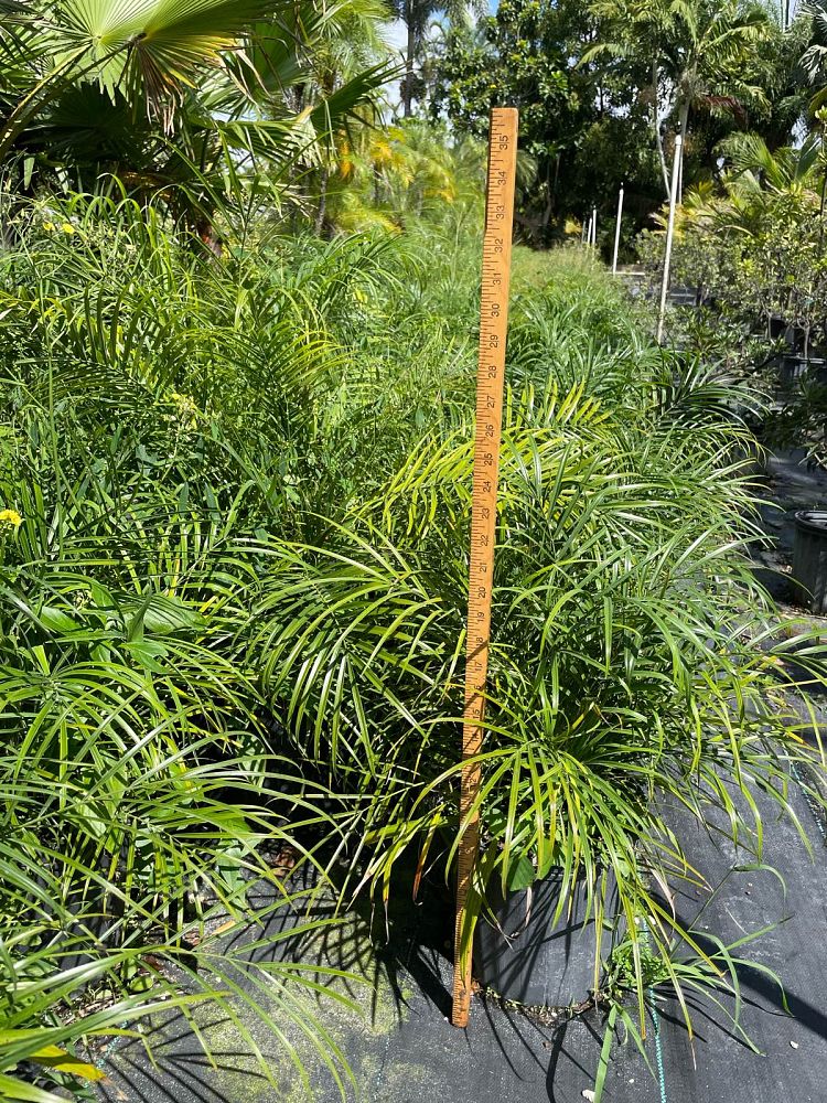 phoenix-roebelenii-pygmy-date-palm-roebelenii-palm