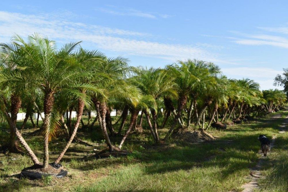 phoenix-roebelenii-pygmy-date-palm-roebelenii-palm