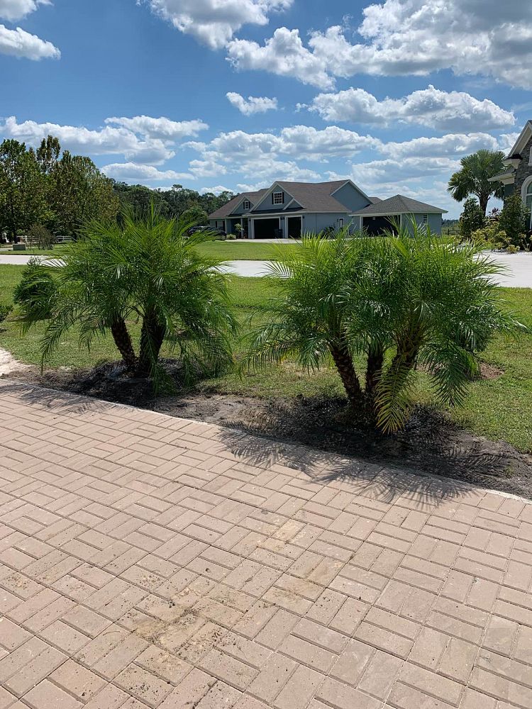 phoenix-roebelenii-pygmy-date-palm-roebelenii-palm