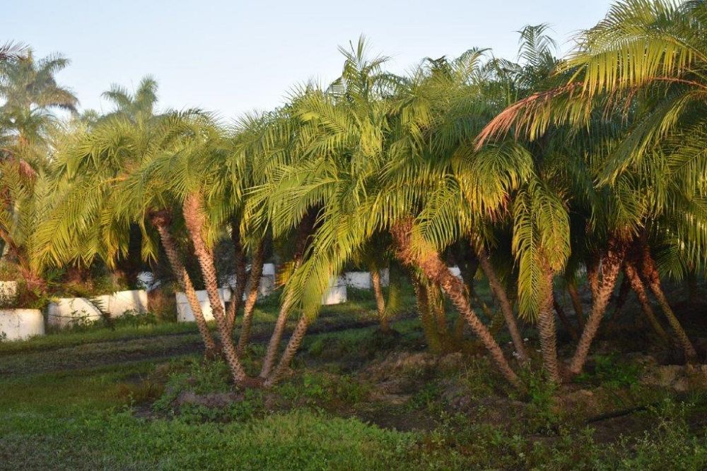 phoenix-roebelenii-pygmy-date-palm-roebelenii-palm