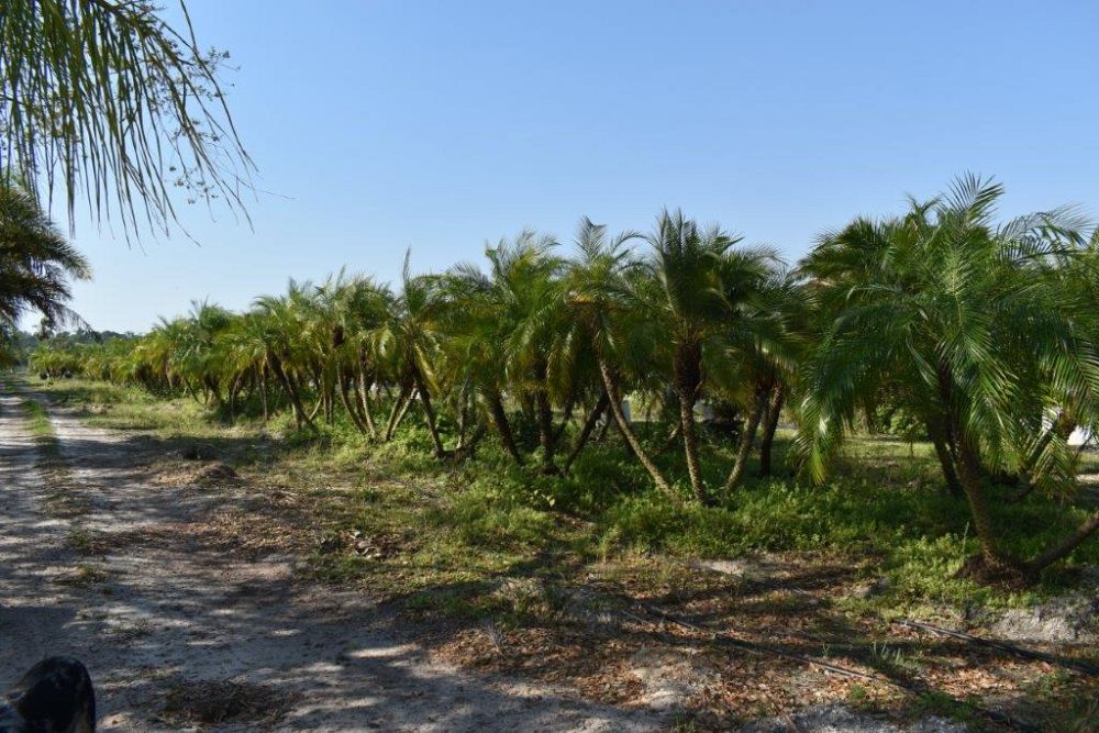 phoenix-roebelenii-pygmy-date-palm-roebelenii-palm
