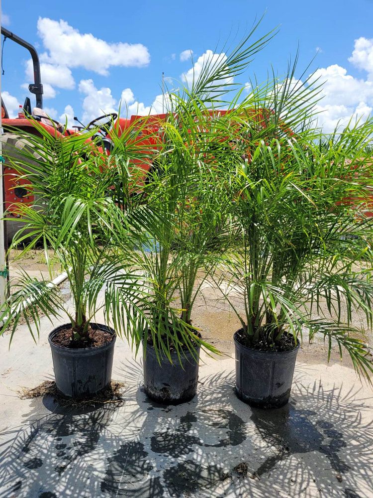 phoenix-roebelenii-pygmy-date-palm-roebelenii-palm