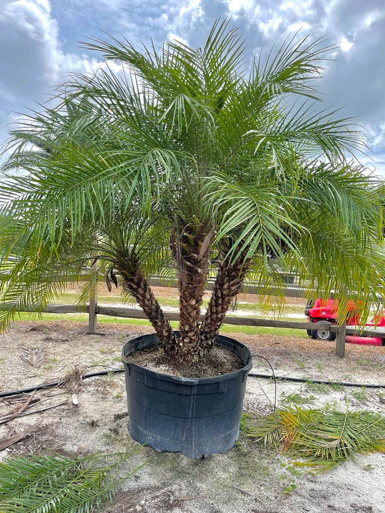 phoenix-roebelenii-pygmy-date-palm-roebelenii-palm
