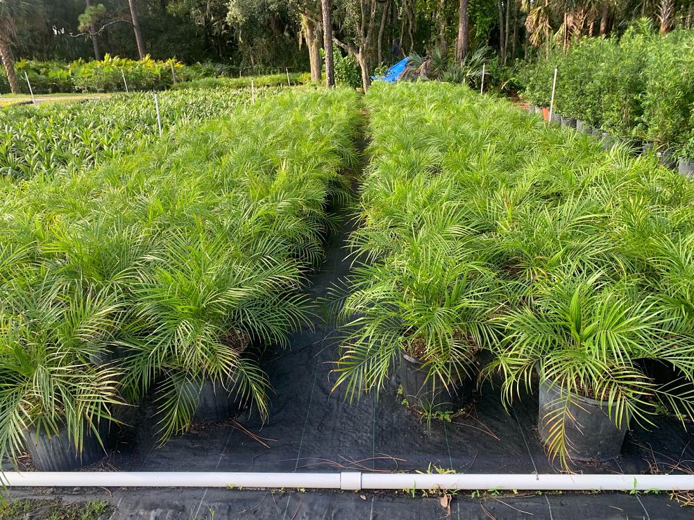phoenix-roebelenii-pygmy-date-palm-roebelenii-palm