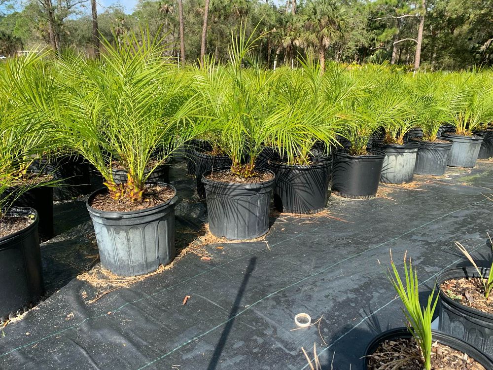 phoenix-roebelenii-pygmy-date-palm-roebelenii-palm