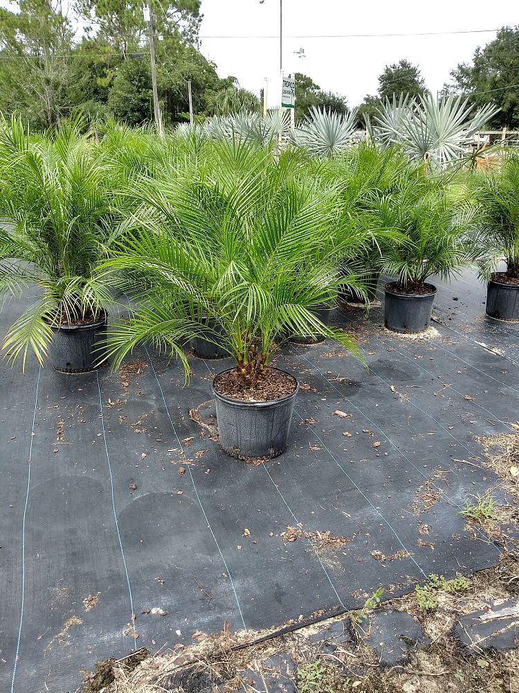 phoenix-roebelenii-pygmy-date-palm-roebelenii-palm