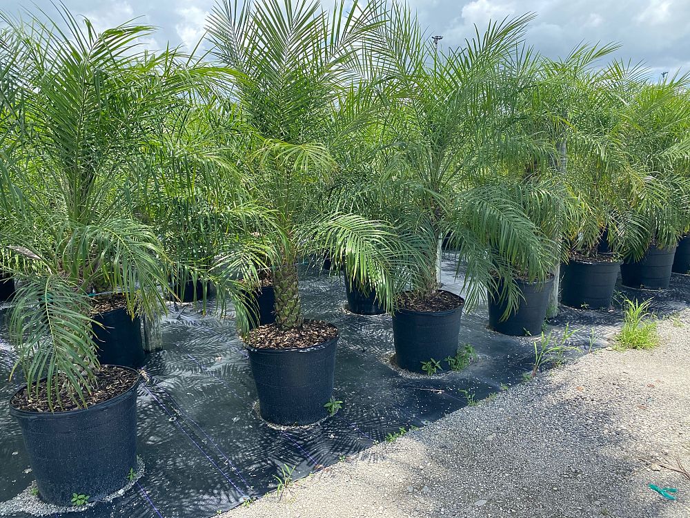 phoenix-roebelenii-pygmy-date-palm-roebelenii-palm