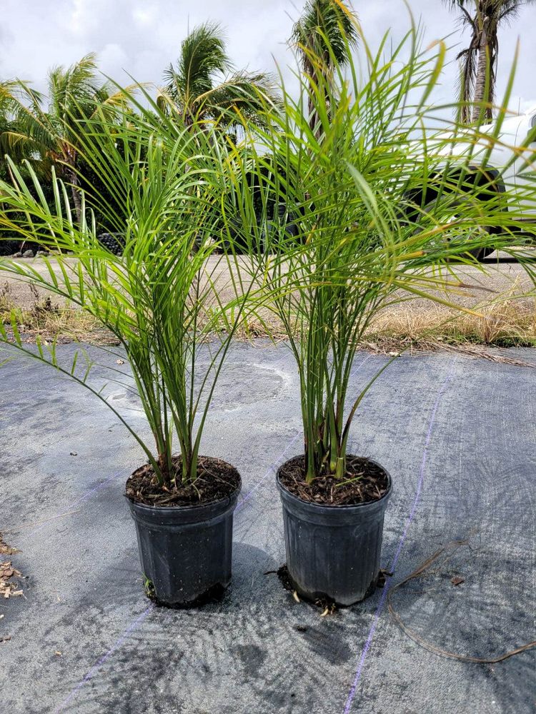 phoenix-roebelenii-pygmy-date-palm-roebelenii-palm