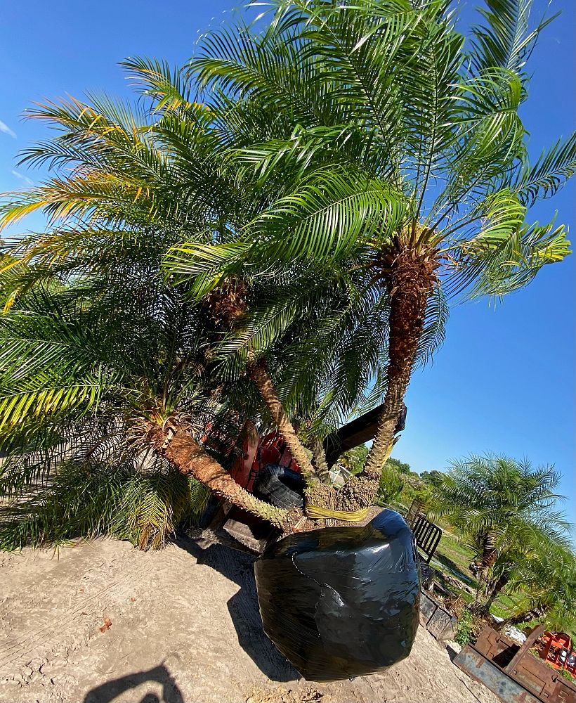 phoenix-roebelenii-pygmy-date-palm-roebelenii-palm
