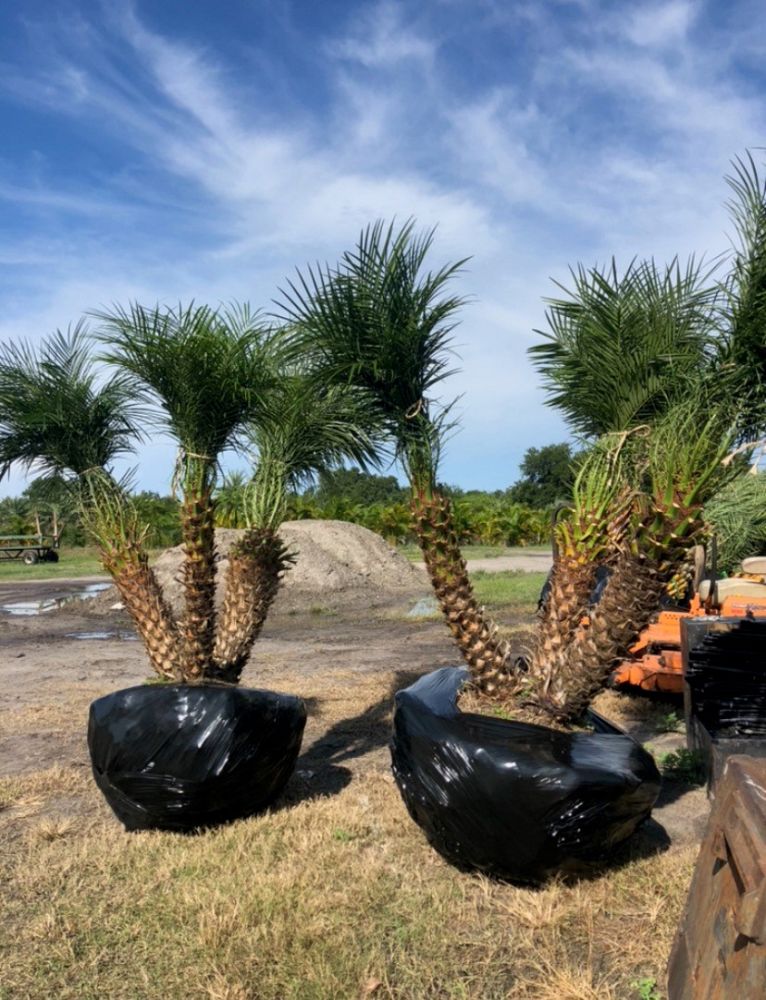 phoenix-roebelenii-pygmy-date-palm-roebelenii-palm