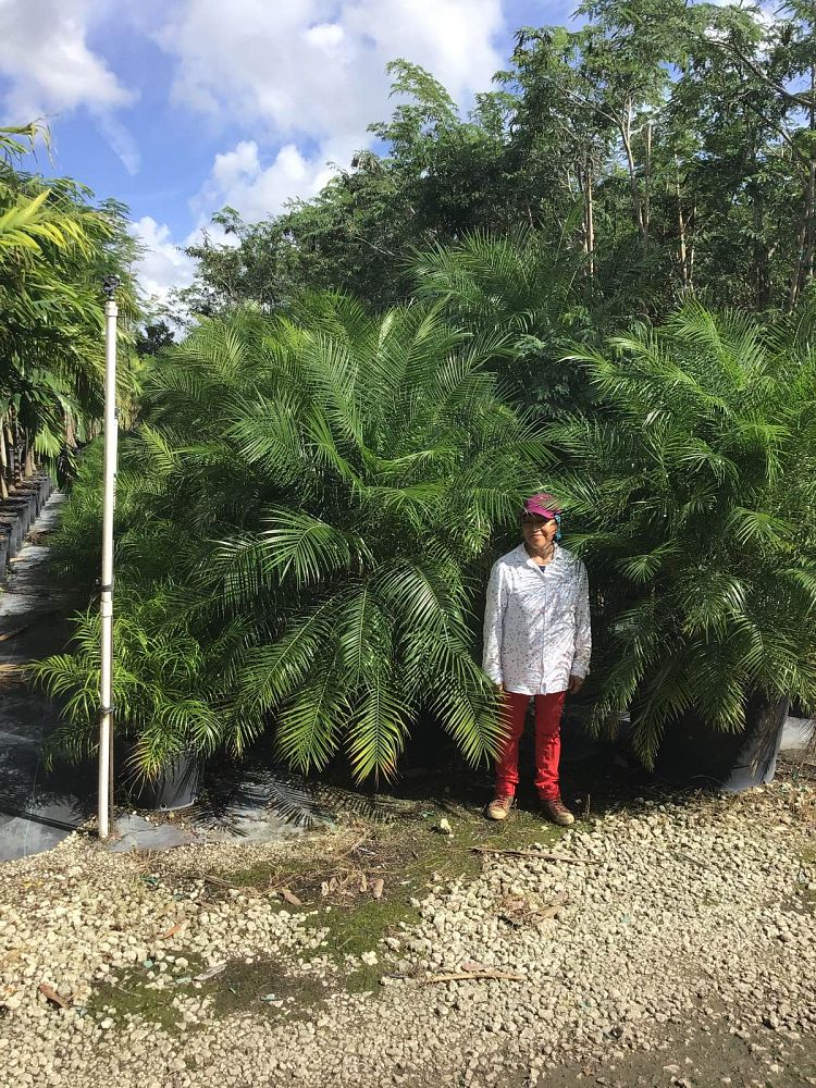 phoenix-roebelenii-pygmy-date-palm-roebelenii-palm
