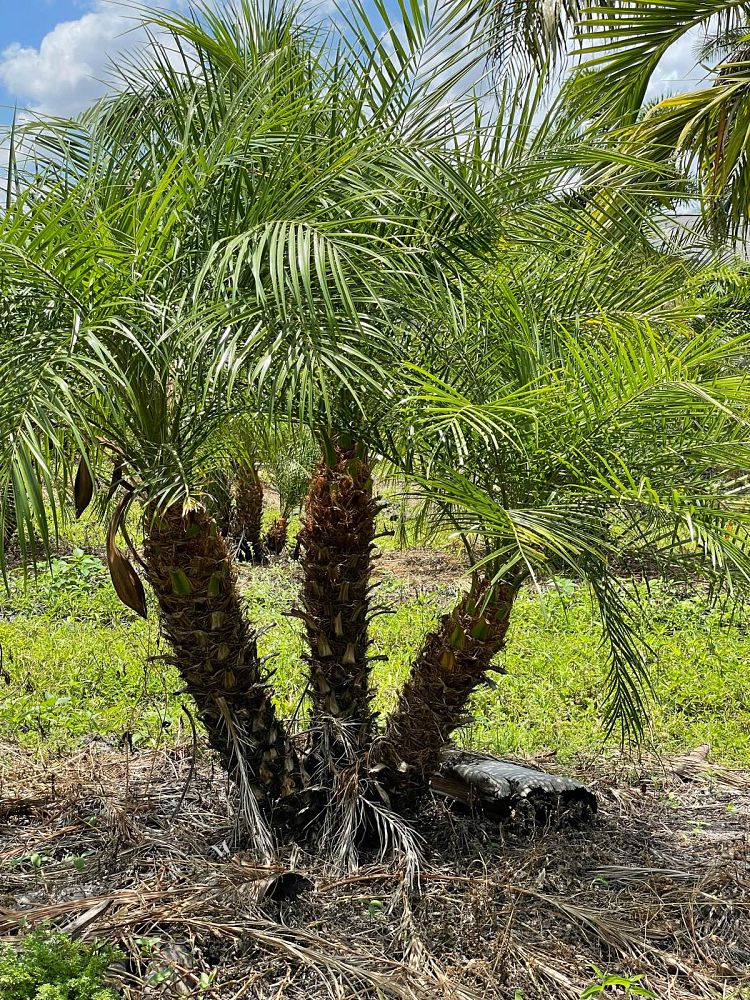 phoenix-roebelenii-pygmy-date-palm-roebelenii-palm