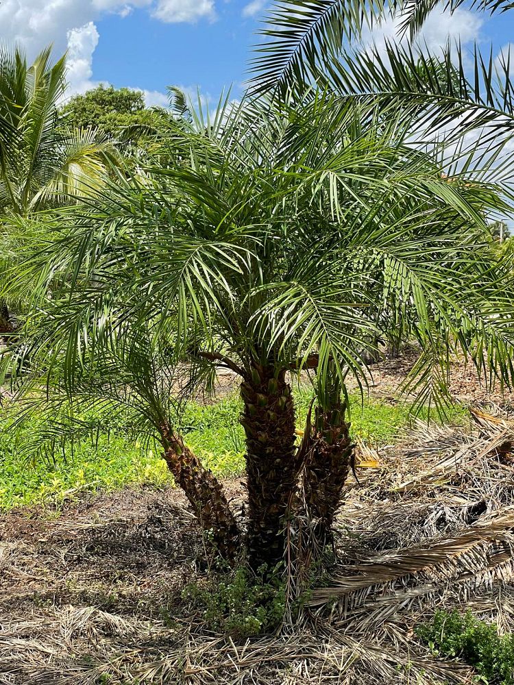 phoenix-roebelenii-pygmy-date-palm-roebelenii-palm