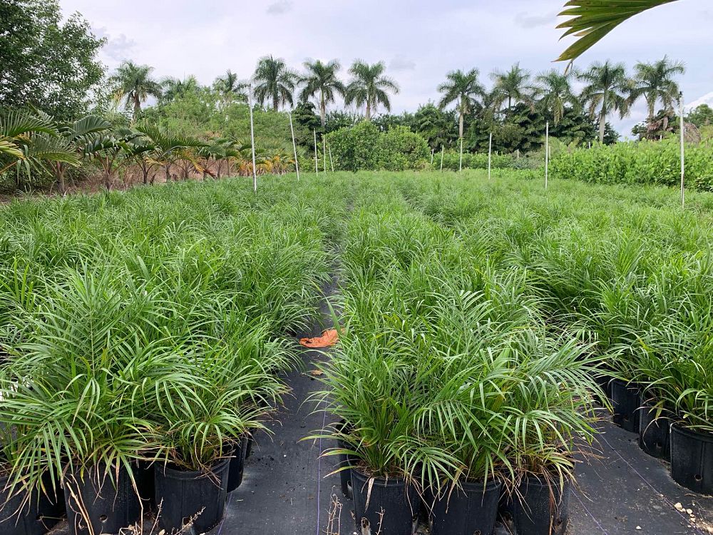 phoenix-roebelenii-pygmy-date-palm-roebelenii-palm