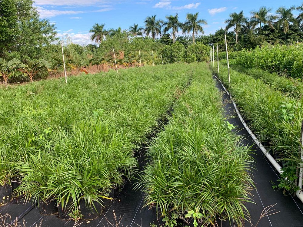 phoenix-roebelenii-pygmy-date-palm-roebelenii-palm