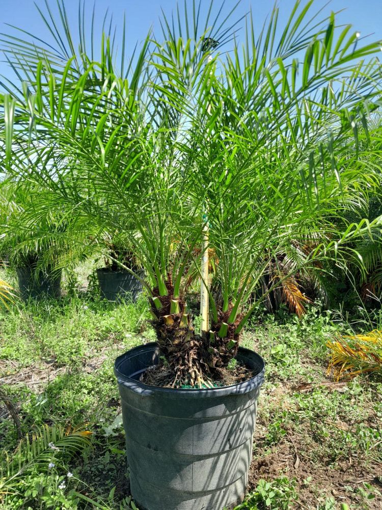 phoenix-roebelenii-pygmy-date-palm-roebelenii-palm