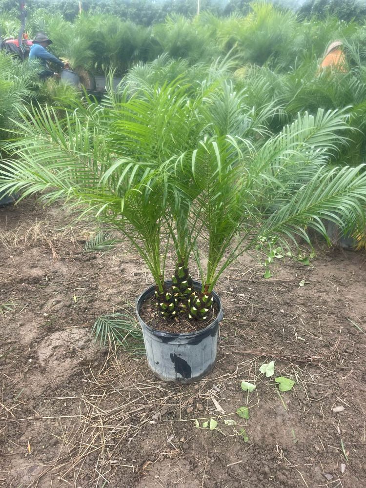 phoenix-roebelenii-pygmy-date-palm-roebelenii-palm