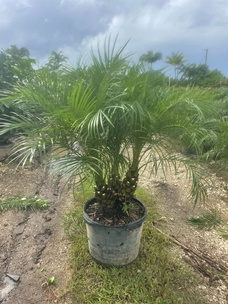 phoenix-roebelenii-pygmy-date-palm-roebelenii-palm