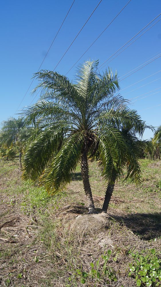 phoenix-roebelenii-pygmy-date-palm-roebelenii-palm