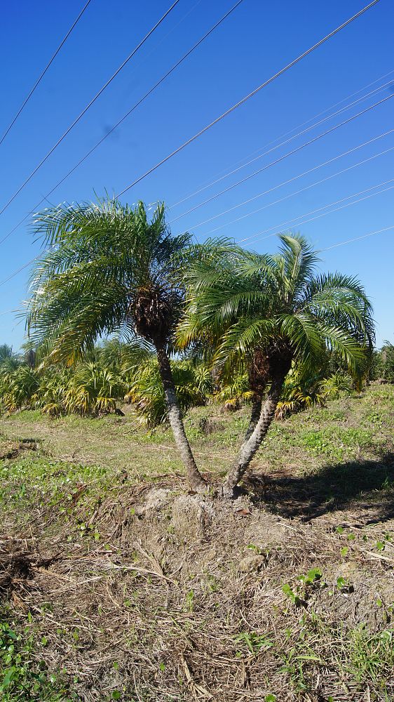 phoenix-roebelenii-pygmy-date-palm-roebelenii-palm