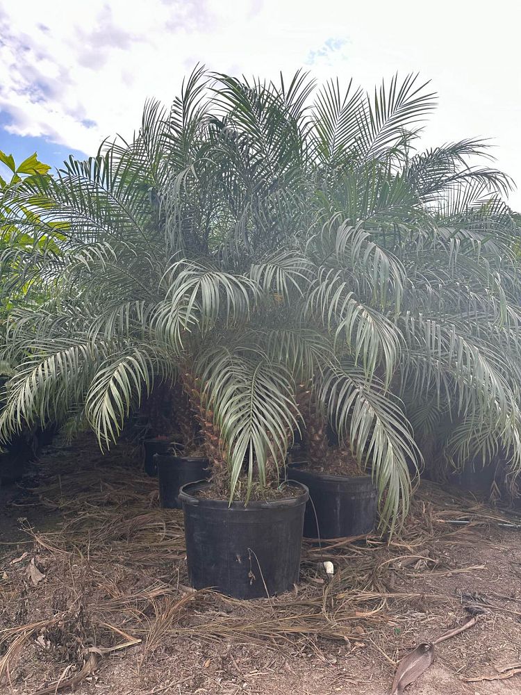 phoenix-roebelenii-pygmy-date-palm-roebelenii-palm