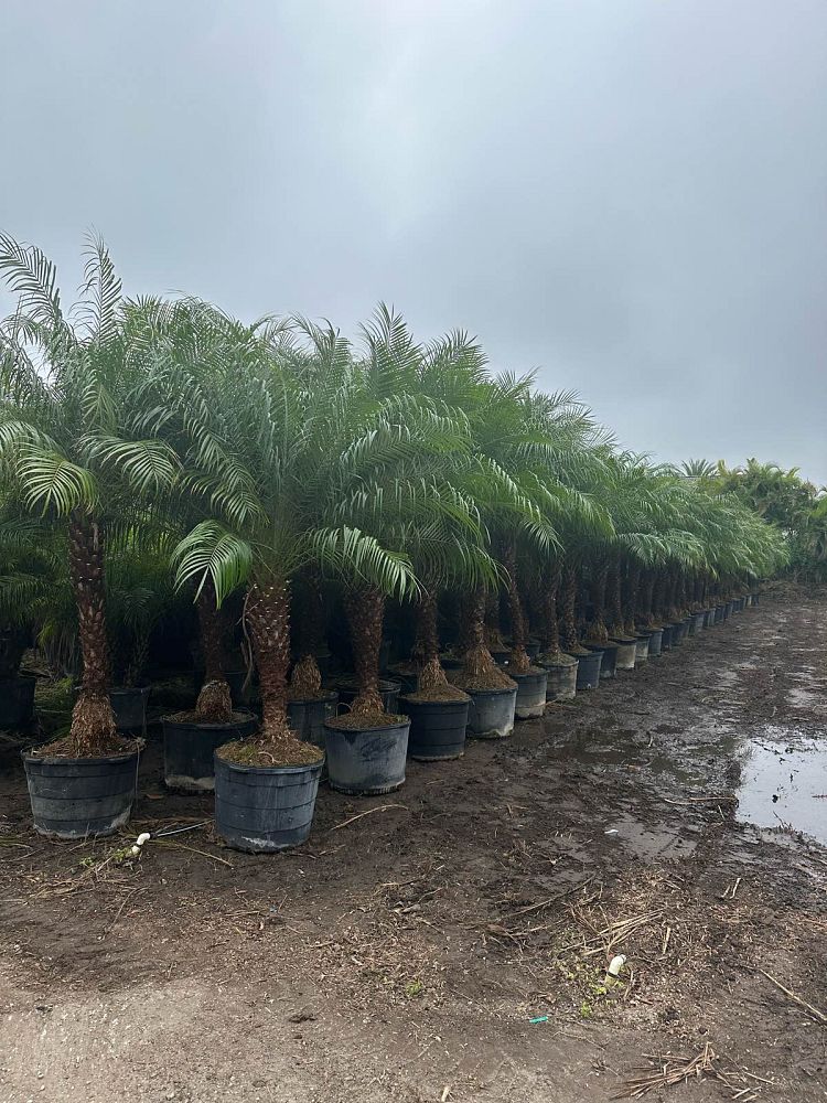 phoenix-roebelenii-pygmy-date-palm-roebelenii-palm