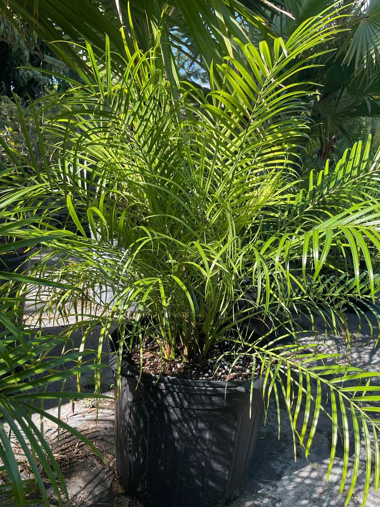 phoenix-roebelenii-pygmy-date-palm-roebelenii-palm