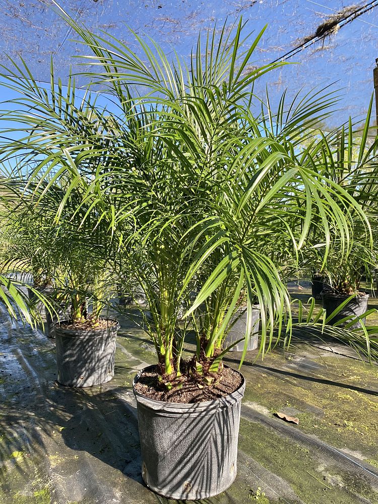 phoenix-roebelenii-pygmy-date-palm-roebelenii-palm