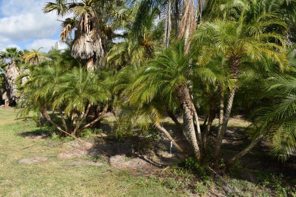 phoenix-roebelenii-pygmy-date-palm-roebelenii-palm