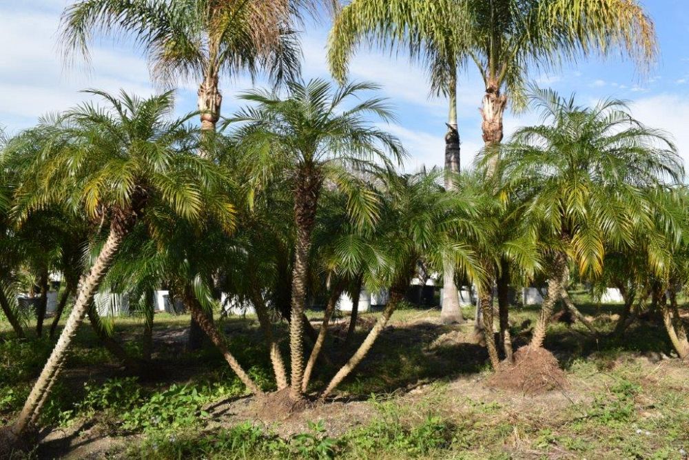 phoenix-roebelenii-pygmy-date-palm-roebelenii-palm