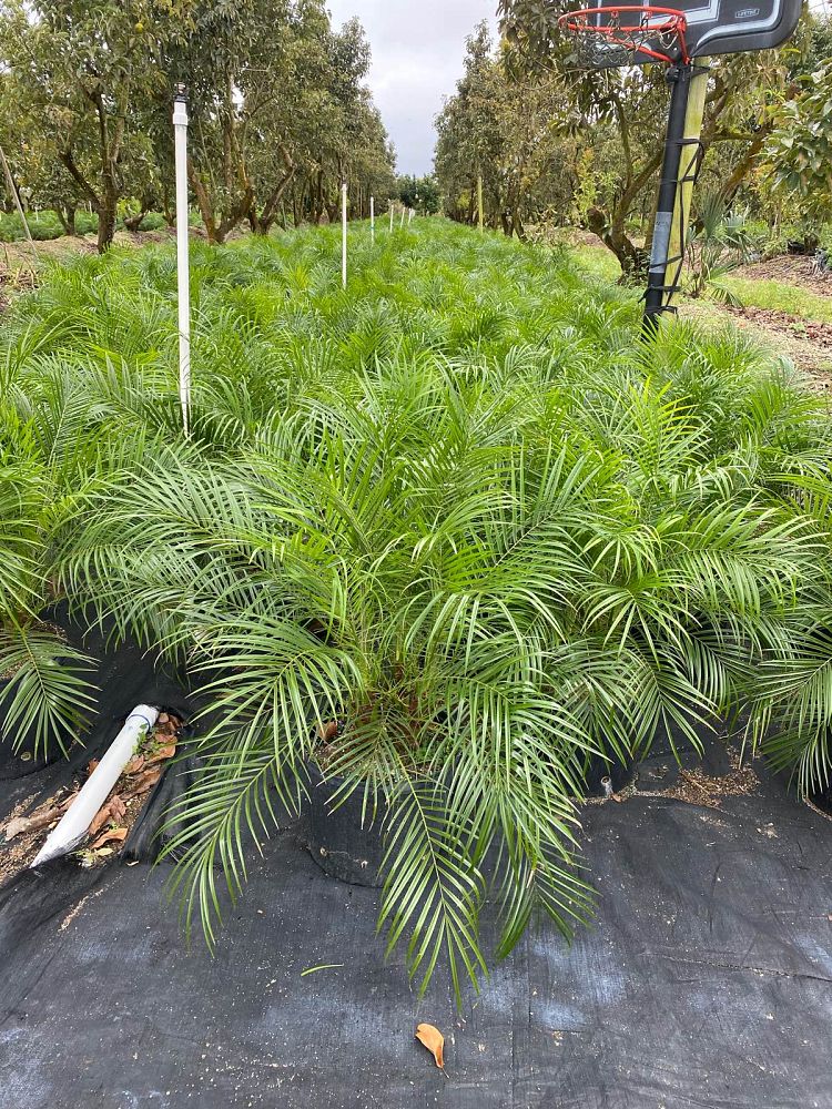 phoenix-roebelenii-pygmy-date-palm-roebelenii-palm