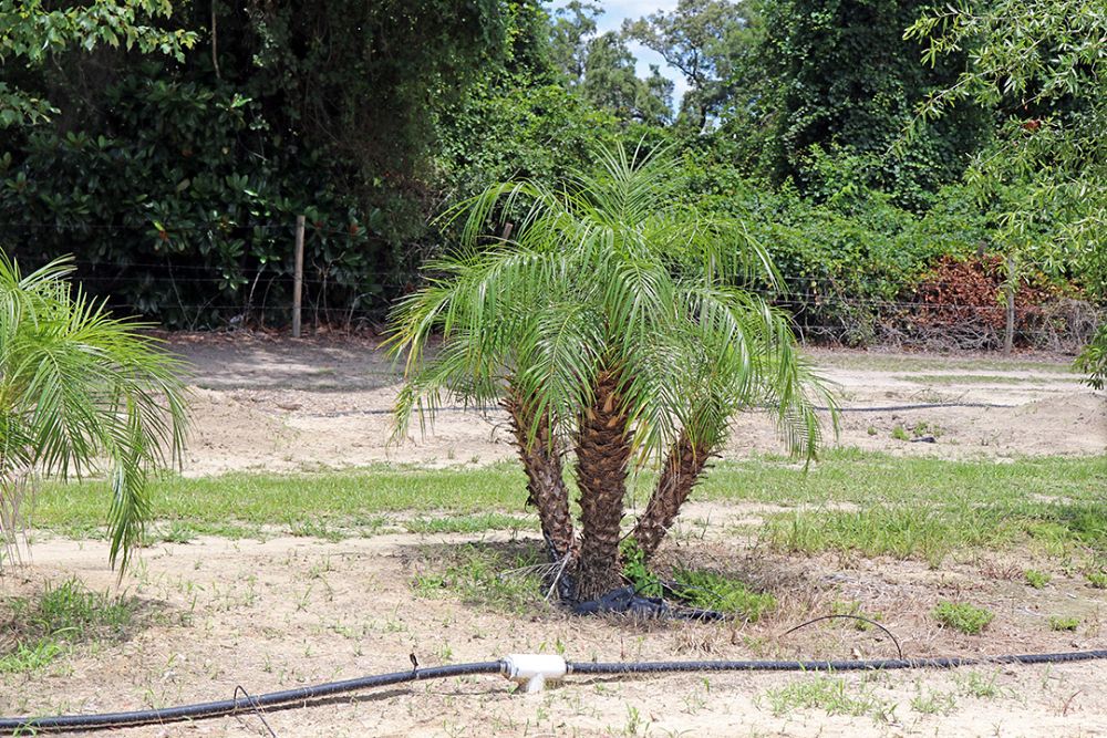 phoenix-roebelenii-pygmy-date-palm-roebelenii-palm