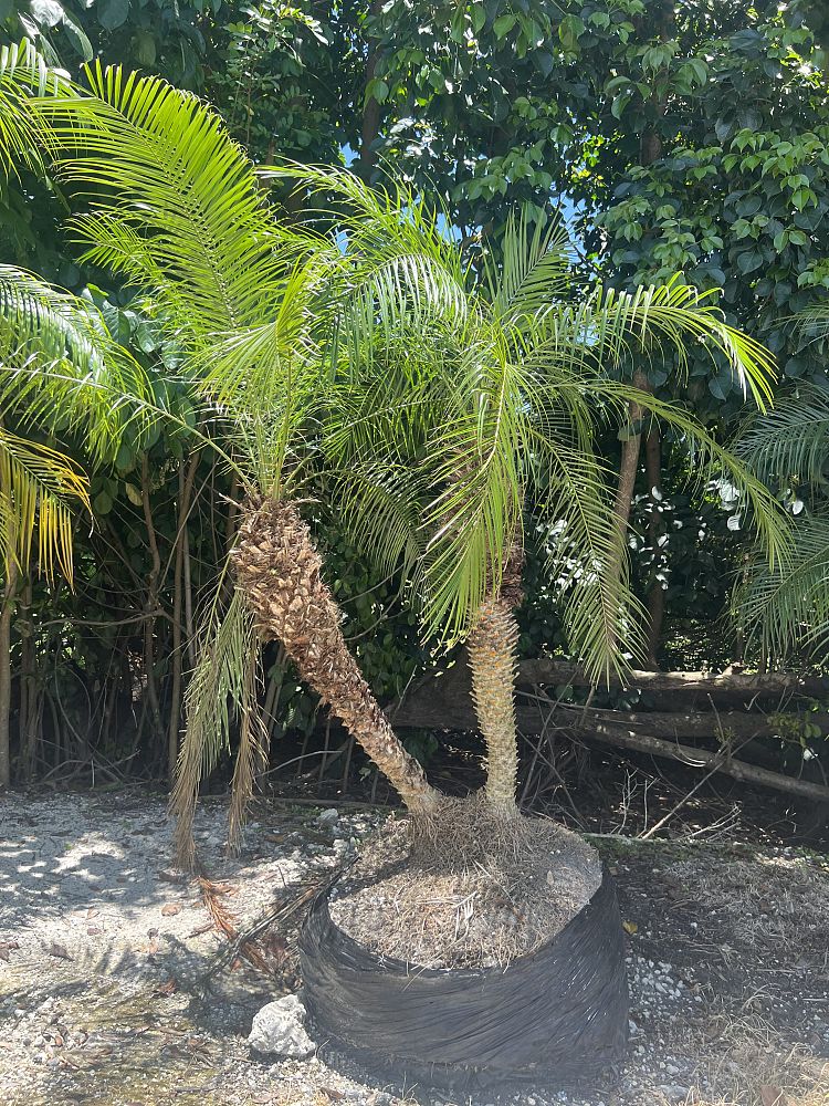 phoenix-roebelenii-pygmy-date-palm-roebelenii-palm