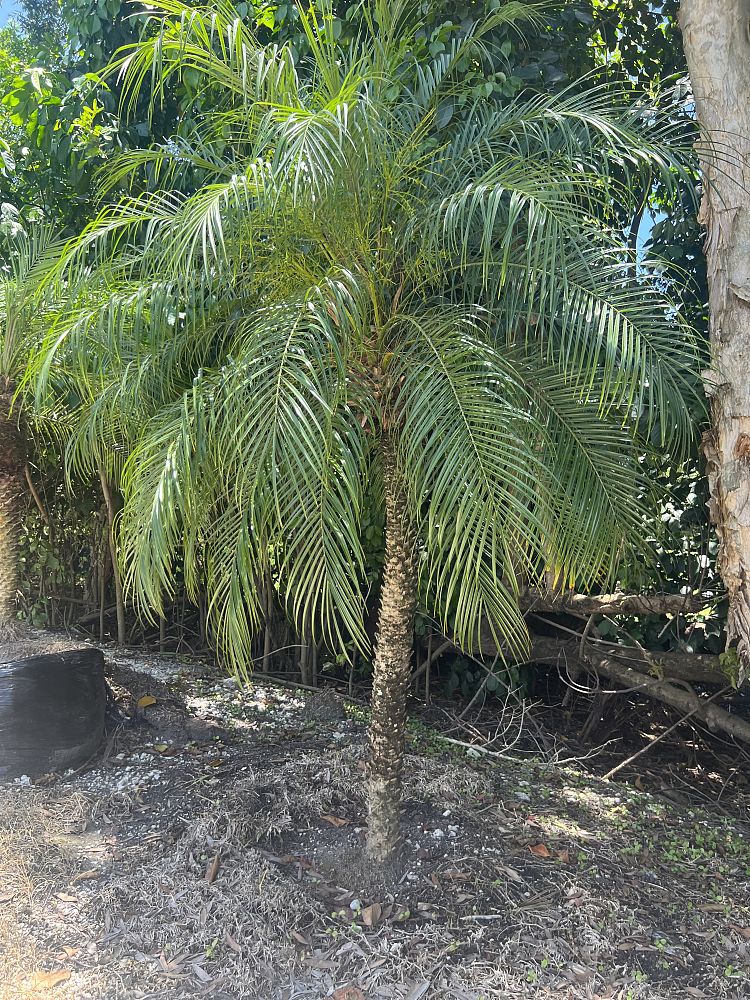 phoenix-roebelenii-pygmy-date-palm-roebelenii-palm