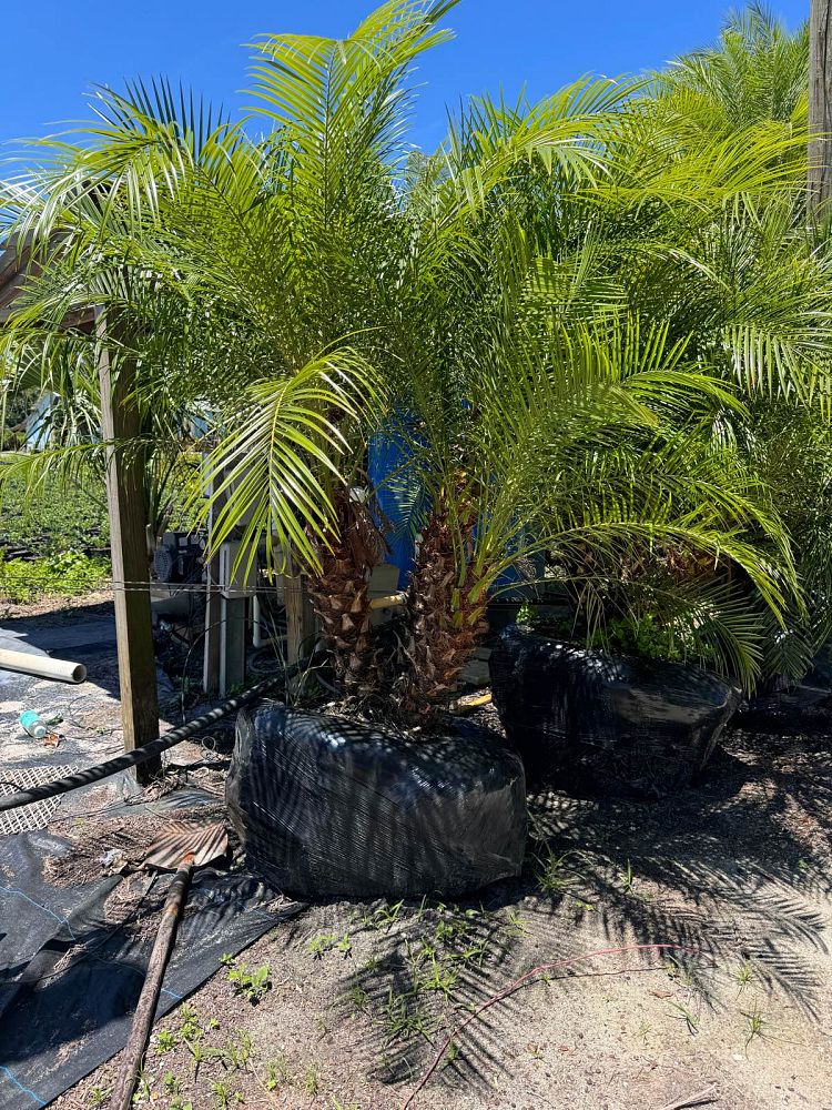phoenix-roebelenii-pygmy-date-palm-roebelenii-palm