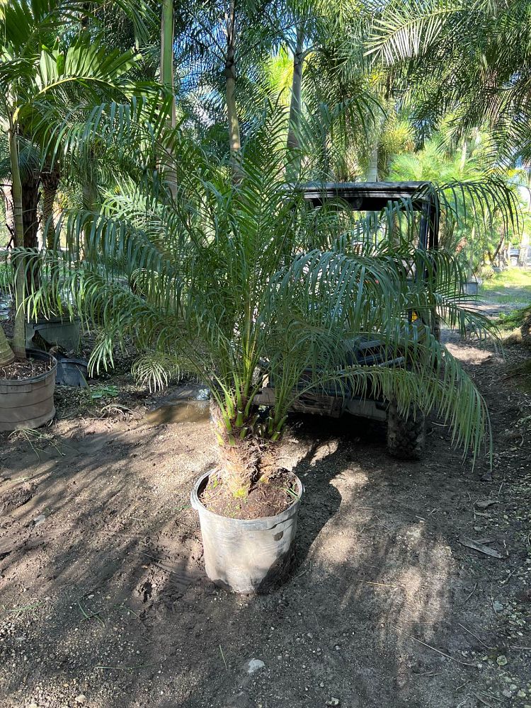 phoenix-roebelenii-pygmy-date-palm-roebelenii-palm