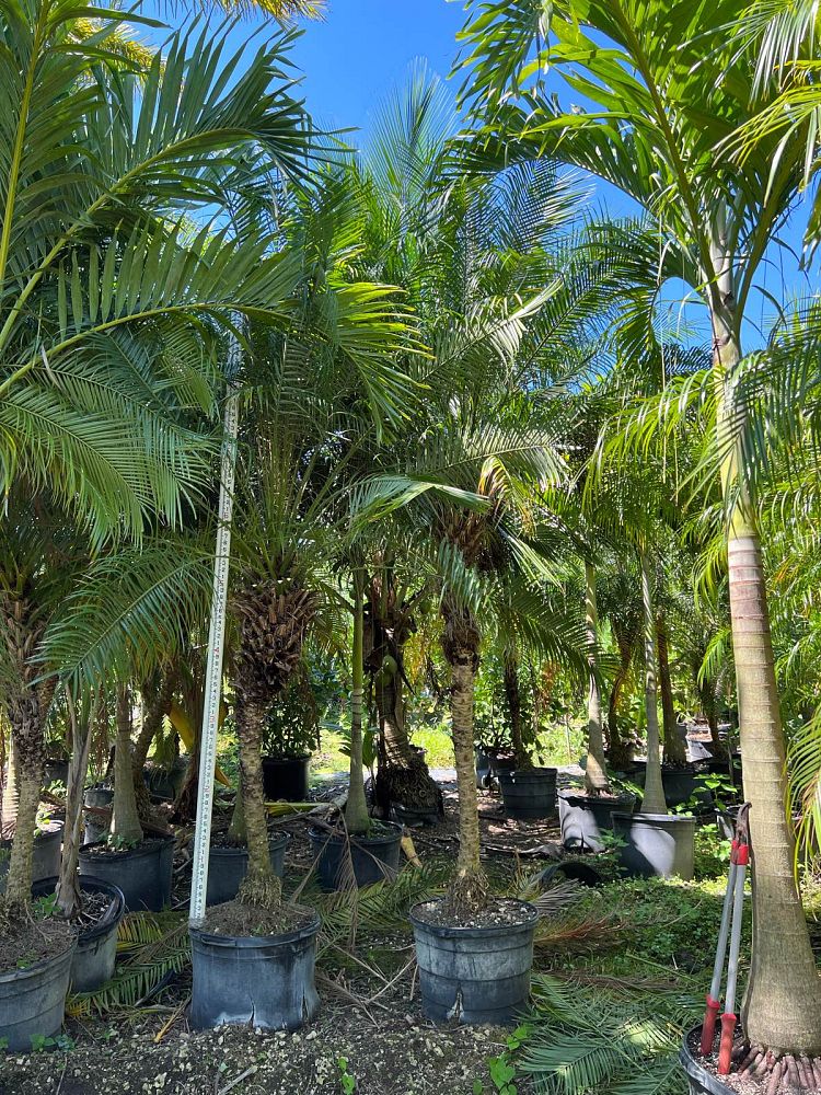 phoenix-roebelenii-pygmy-date-palm-roebelenii-palm