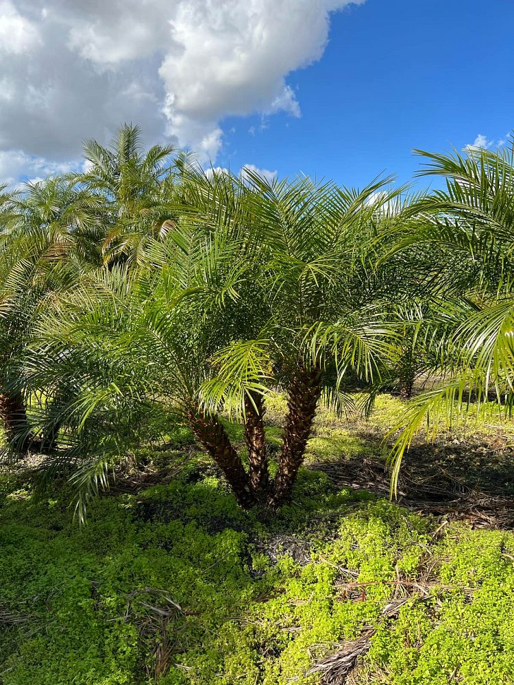 phoenix-roebelenii-pygmy-date-palm-roebelenii-palm